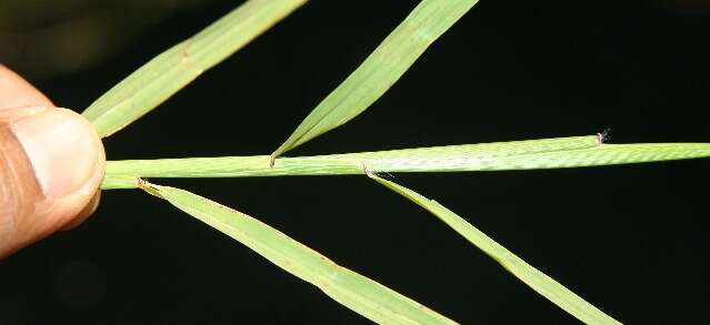 Image of African Bermudagrass