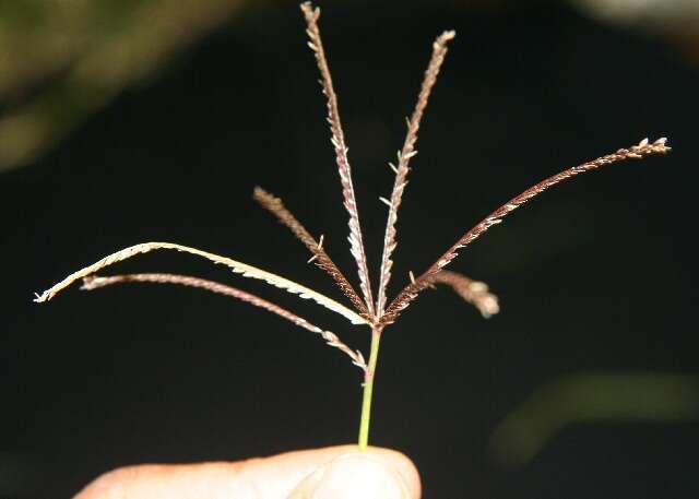 Image of African Bermudagrass