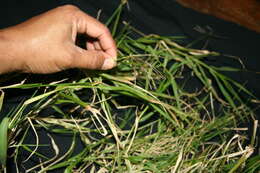 Image of African Bermudagrass