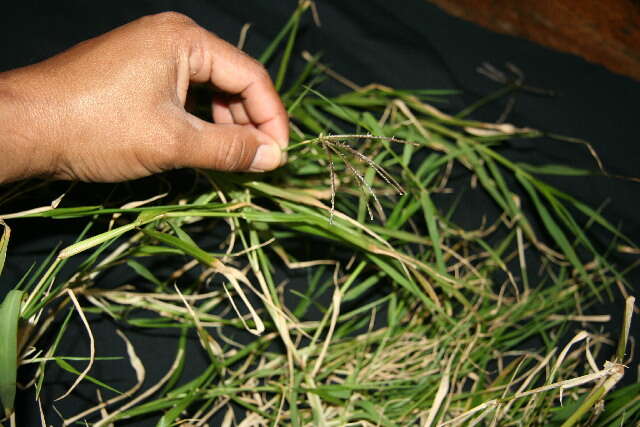 Image of African Bermudagrass