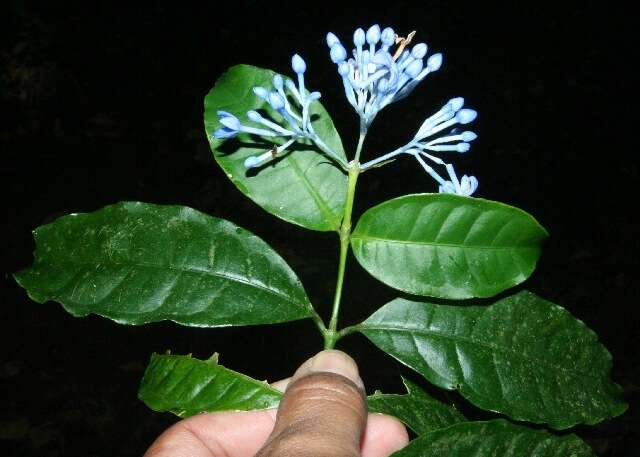 Image of Faramea multiflora A. Rich.