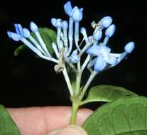 Image of Faramea multiflora A. Rich.