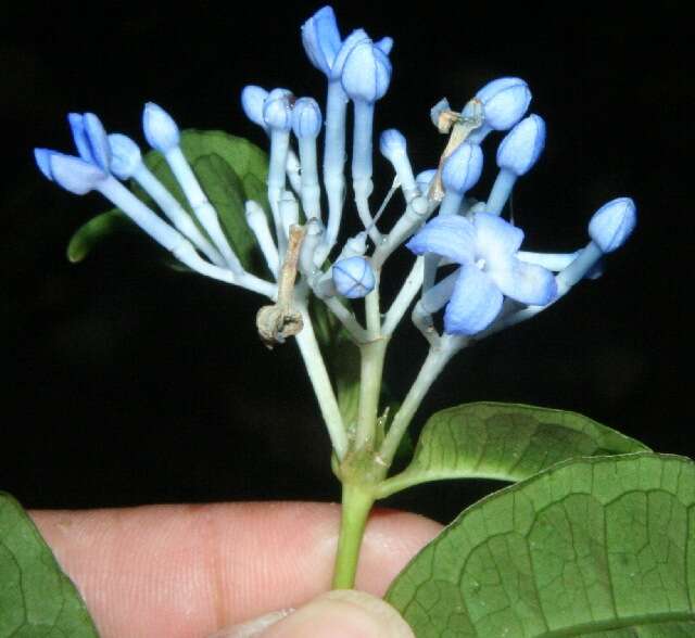 Image de Faramea multiflora A. Rich.