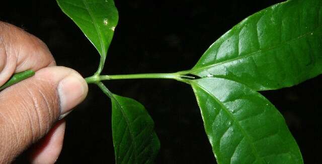 Image of Faramea multiflora A. Rich.