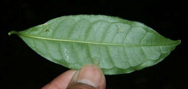 Image of Faramea multiflora A. Rich.