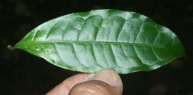 Image of Faramea multiflora A. Rich.