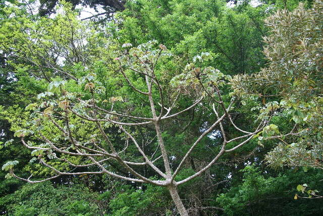 Image of Yagrumo Hembra, Trumpet-Tree