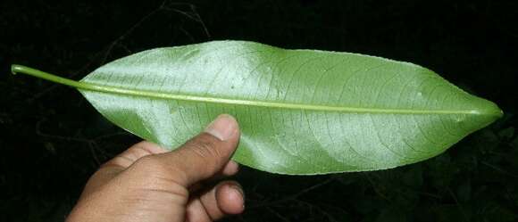 صورة Sapium glandulosum (L.) Morong