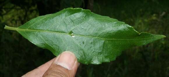 Image of Ficus pertusa L. fil.