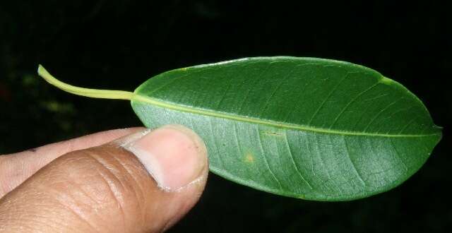 Image of Koanophyllon hylonoma (B. L. Rob.) R. King & H. Rob.