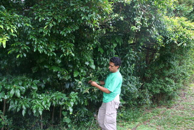 Image of Ficus pertusa L. fil.