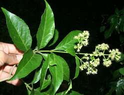 Image of Ficus pertusa L. fil.