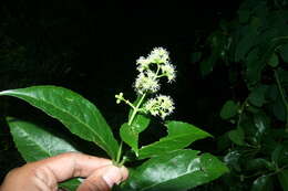 Image of Ficus pertusa L. fil.