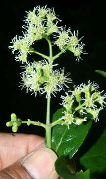 Image of Ficus pertusa L. fil.