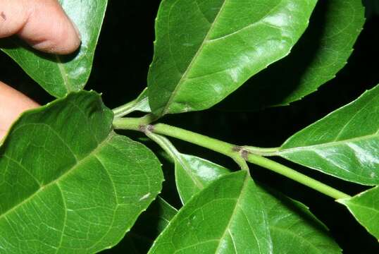 Image of Ficus pertusa L. fil.