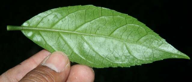 Image of Ficus pertusa L. fil.