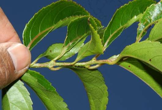 Image of Xylosma chlorantha Donn. Smith