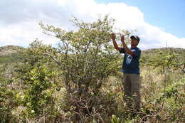 Image of Xylosma chlorantha Donn. Smith