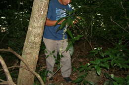 Image of Cestrum megalophyllum Dun.