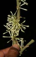 Image of Cestrum megalophyllum Dun.