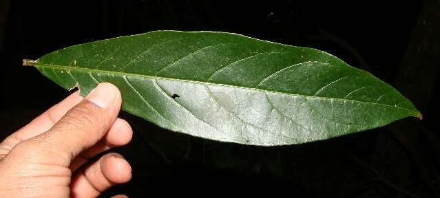 Image of Cestrum megalophyllum Dun.