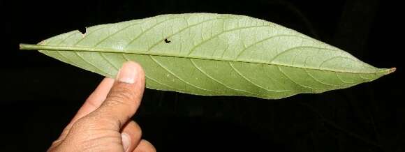 Image of Cestrum megalophyllum Dun.