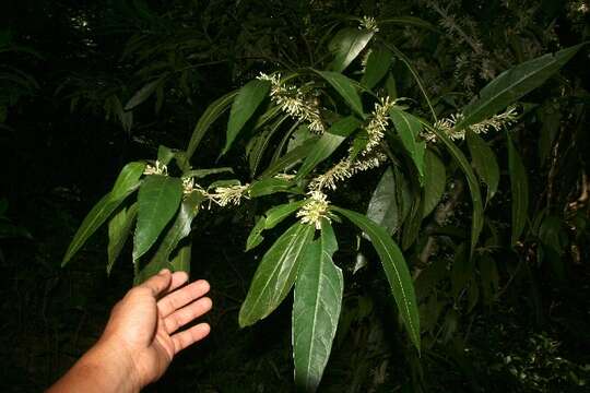 Image of Cestrum megalophyllum Dun.