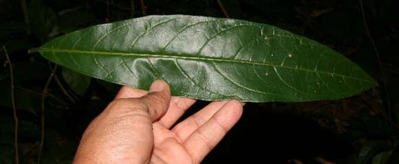 Image of Cestrum megalophyllum Dun.