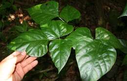 Image of Erythrina lanceolata Standl.