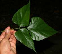 Image of Erythrina lanceolata Standl.