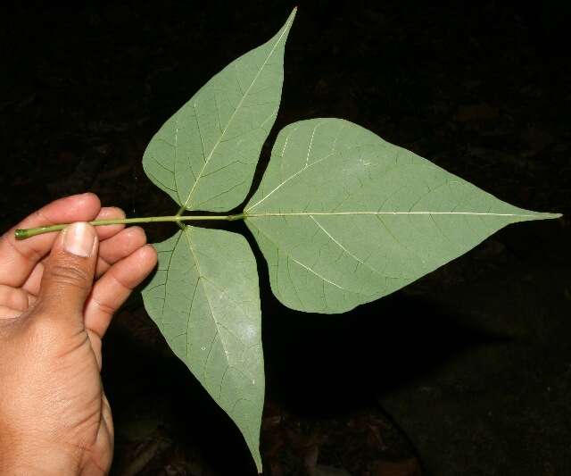 Image of Erythrina lanceolata Standl.