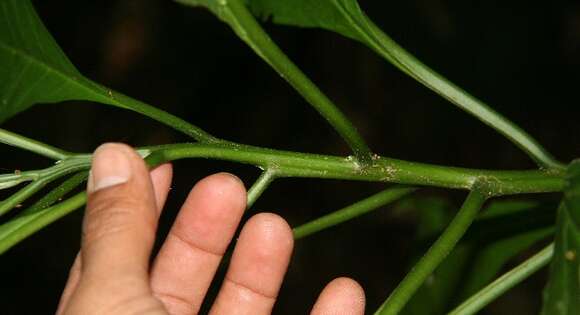 Image de Tournefortia glabra L.