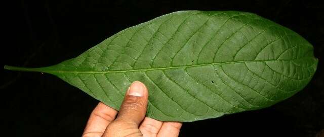 Imagem de Tournefortia glabra L.