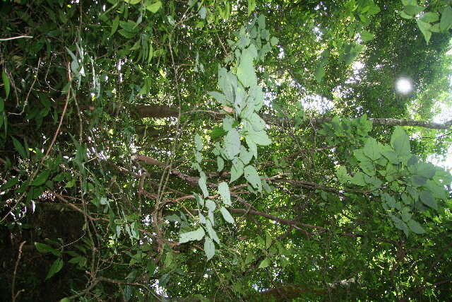 Image of Erythrina lanceolata Standl.