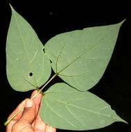 Image of Erythrina lanceolata Standl.