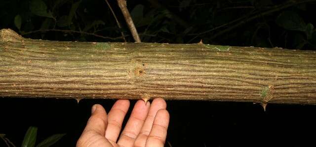 Image of Erythrina lanceolata Standl.