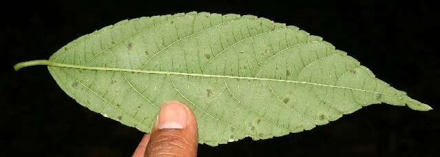 Imagem de Acalypha mortoniana Lundell