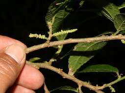 Imagem de Acalypha mortoniana Lundell