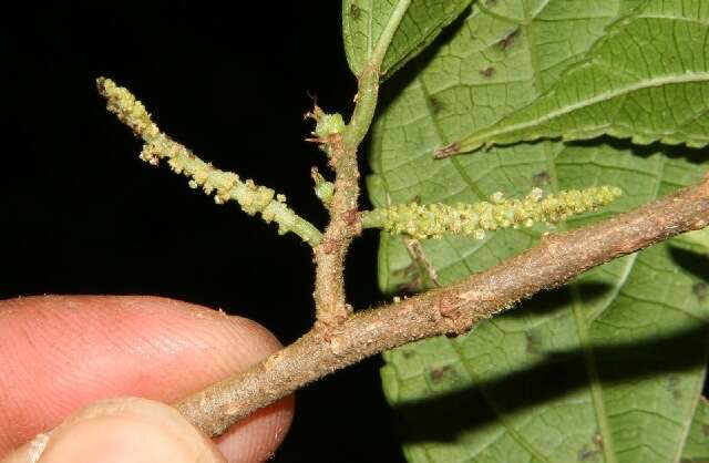 Imagem de Acalypha mortoniana Lundell