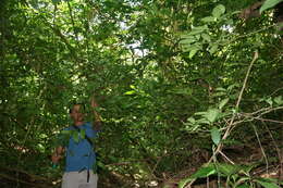 Celtis iguanaea (Jacq.) Sarg. resmi