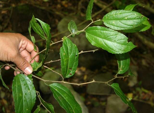 Celtis iguanaea (Jacq.) Sarg. resmi