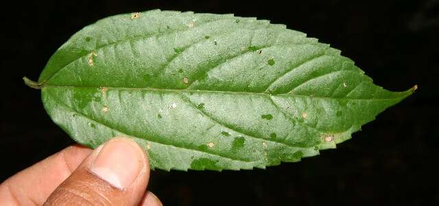 Celtis iguanaea (Jacq.) Sarg. resmi