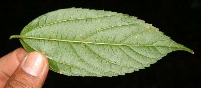 Celtis iguanaea (Jacq.) Sarg. resmi