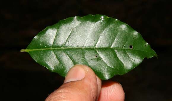 Image of krugiodendron