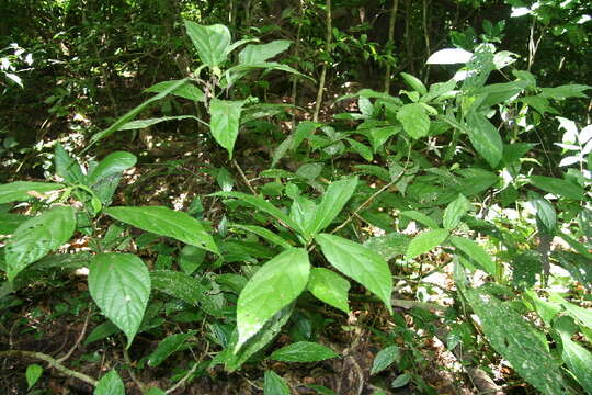 Image of Urera elata (Sw.) Griseb.