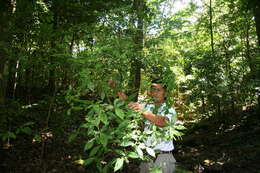 Слика од Acalypha diversifolia Jacq.