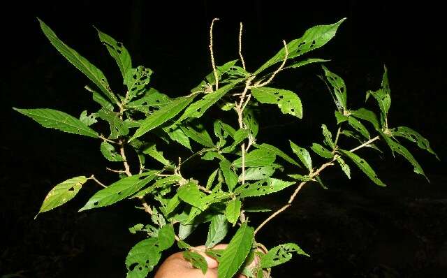 Слика од Acalypha diversifolia Jacq.