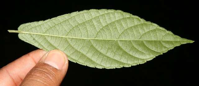 Слика од Acalypha diversifolia Jacq.