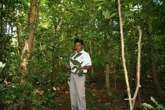 Image of Salacia cordata subsp. petenensis (Lundell) Lombardi