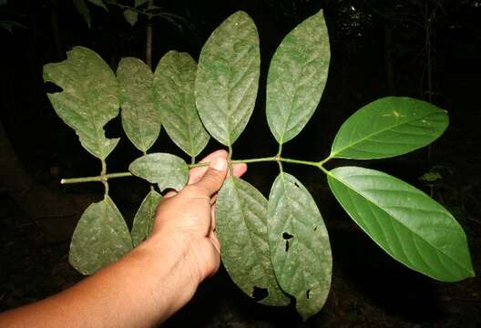 Image of Salacia cordata subsp. petenensis (Lundell) Lombardi